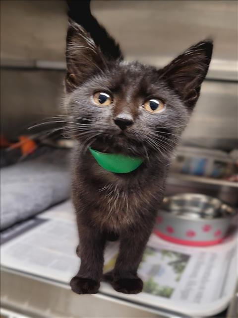 DIAMOND - Domestic Short Hair available for adoption