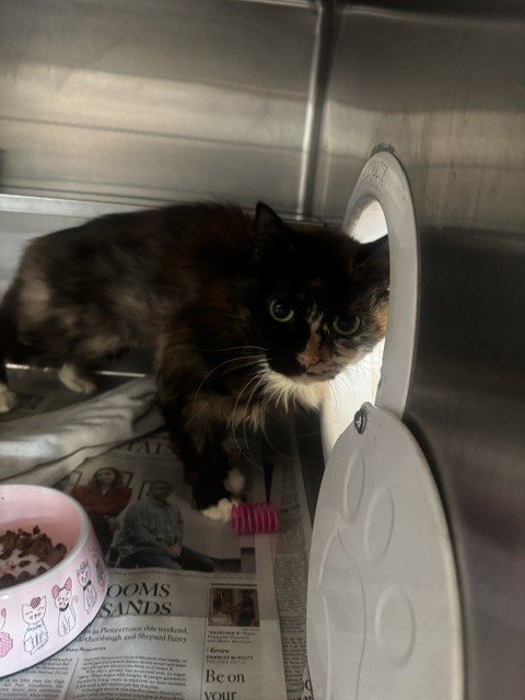 HONEY - Domestic Long Hair available for adoption