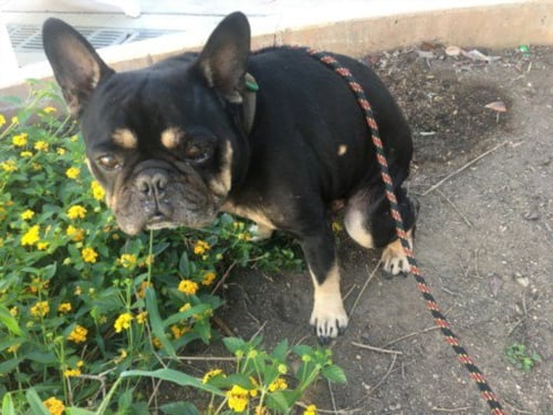 MAXWELL - French Bulldog available for adoption