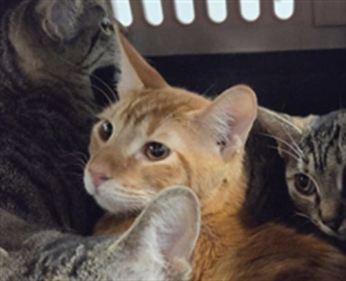 TOMMI - Domestic Medium Hair available for adoption