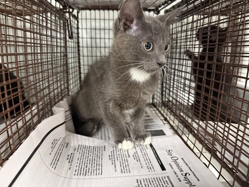 A2285493 - Domestic Short Hair available for adoption