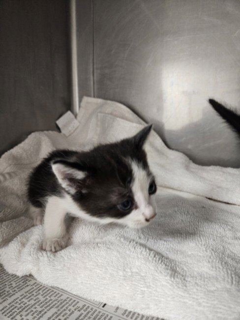 GHOST - Domestic Short Hair available for adoption