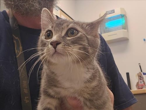 CHITO - Domestic Medium Hair available for adoption