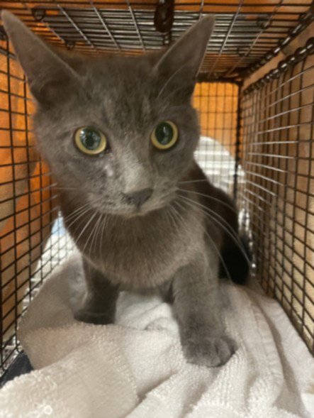 KRIS - Domestic Short Hair available for adoption