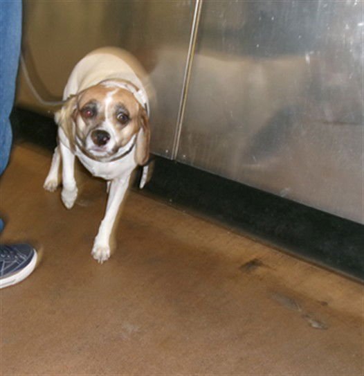 FRANKIE - Beagle available for adoption