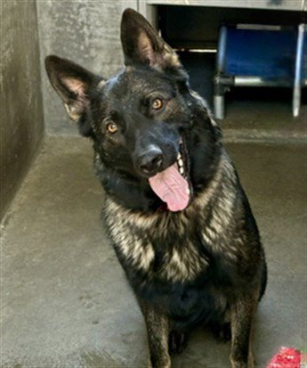 GRETTEL - German Shepherd Dog available for adoption