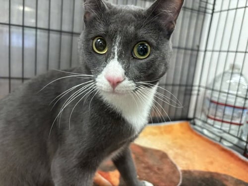 CASHMERE - Domestic Short Hair available for adoption