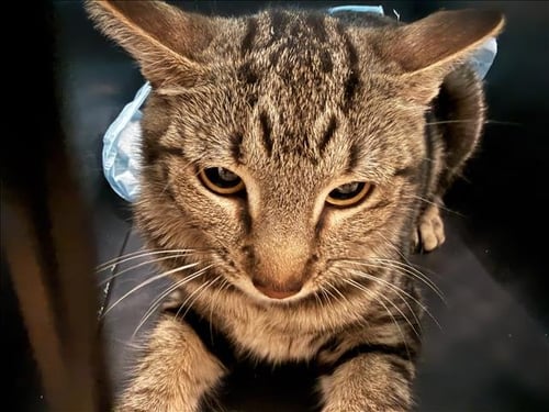 BUBBLES - Domestic Short Hair available for adoption