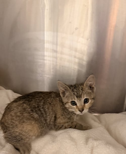 BOBO - Domestic Short Hair available for adoption