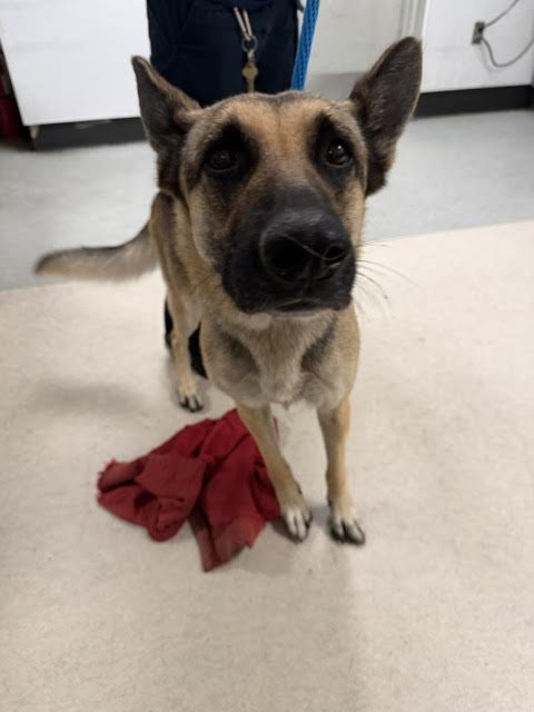 PORSCHA - German Shepherd Dog available for adoption