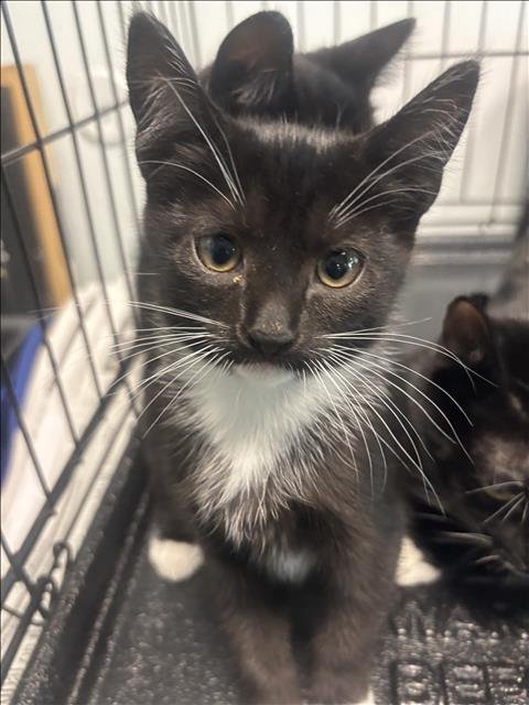 BABY 3 - Domestic Short Hair available for adoption