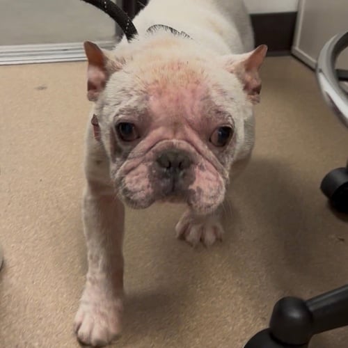 BINGO - French Bulldog available for adoption