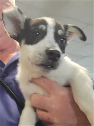 COOKIE - Husky available for adoption