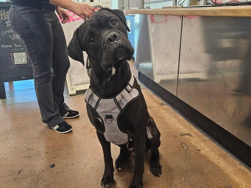 TRISTAN - Boxer available for adoption
