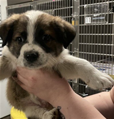 PATSY - Australian Shepherd available for adoption