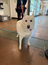 LASSIE - Photo 1