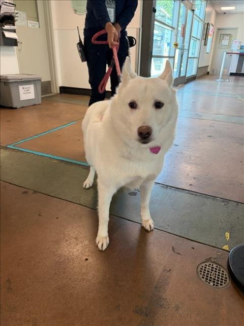 LASSIE - Husky available for adoption