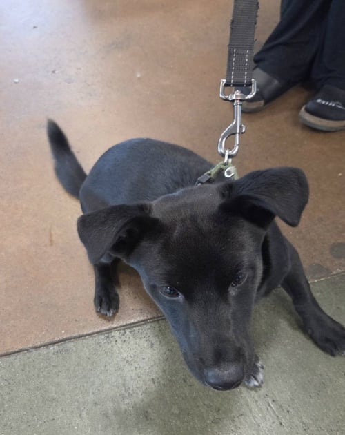 SMOKEY - Labrador Retriever available for adoption