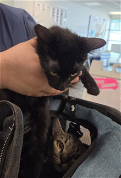 MIDNIGHT - Domestic Medium Hair available for adoption
