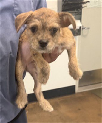 MINI - Chihuahua available for adoption