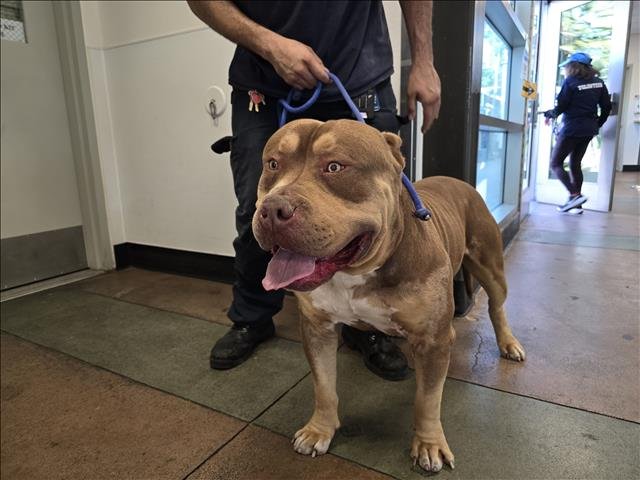 MAX - Pit Bull Terrier available for adoption