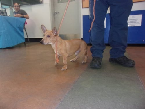 RIDER - Dachshund available for adoption