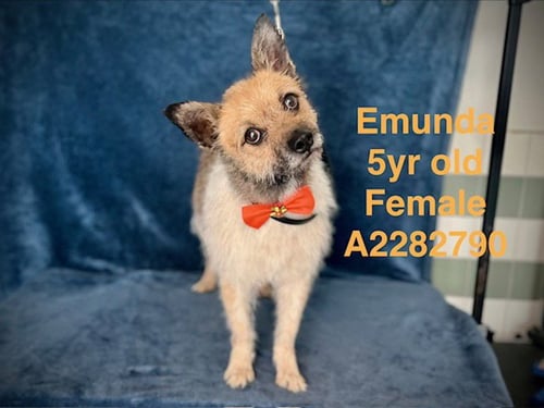 EMUNA - Border Terrier available for adoption