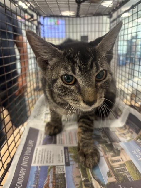 TIGRA - Domestic Short Hair available for adoption