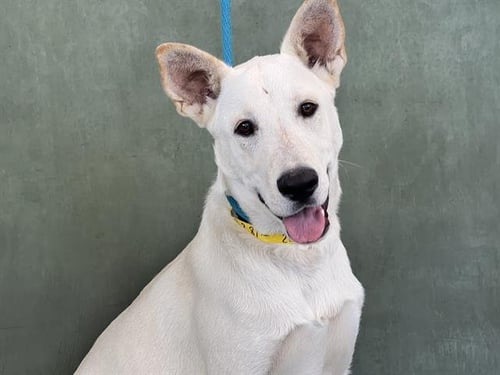 SNOW - German Shepherd Dog available for adoption