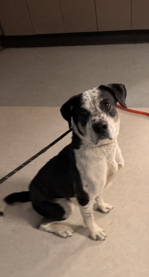 PARIS - Catahoula Leopard Dog available for adoption