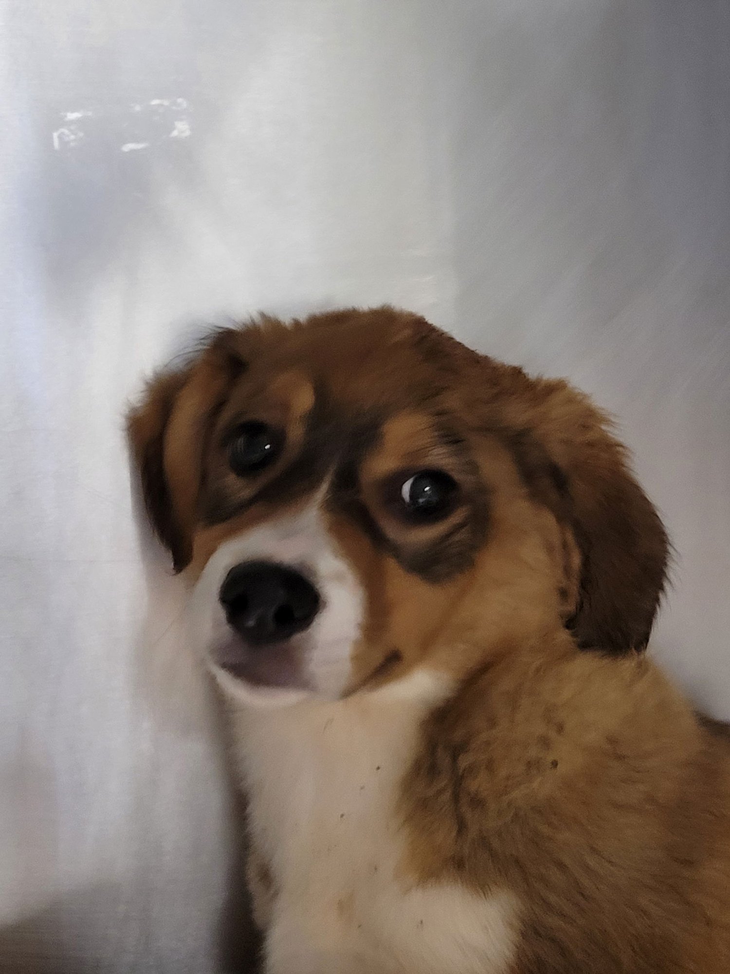 TRAMP - Husky available for adoption