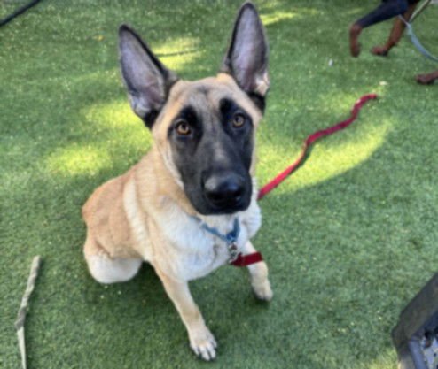 ANDY - German Shepherd Dog available for adoption