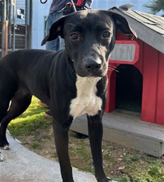 ALPINE - Staffordshire Bull Terrier available for adoption