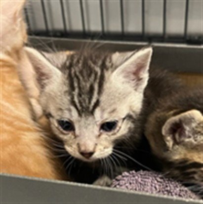 A2276082 - Domestic Short Hair available for adoption