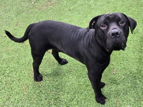 BILLY - Bullmastiff available for adoption