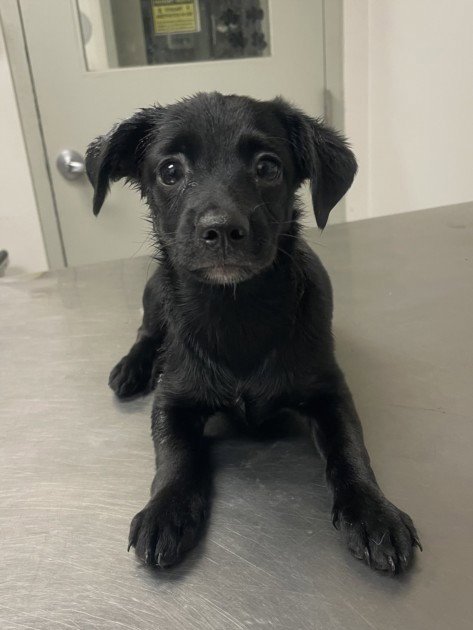 A2300482 - Dachshund available for adoption