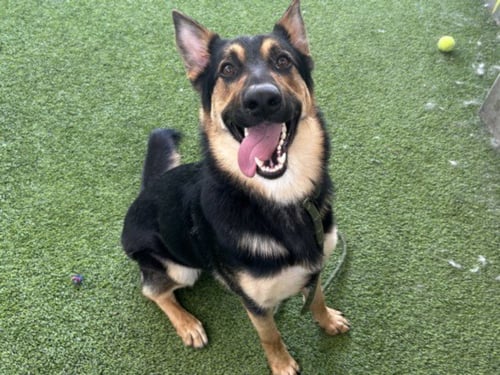 JACOB - German Shepherd Dog available for adoption