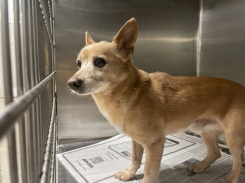 PAUL ANKA - Chihuahua available for adoption