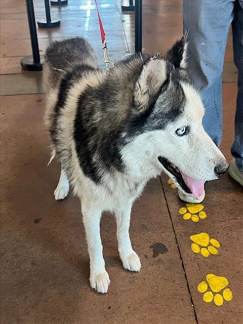 MICHAEL JACKSON - Siberian Husky available for adoption