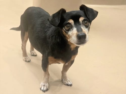 PACO - Chihuahua available for adoption