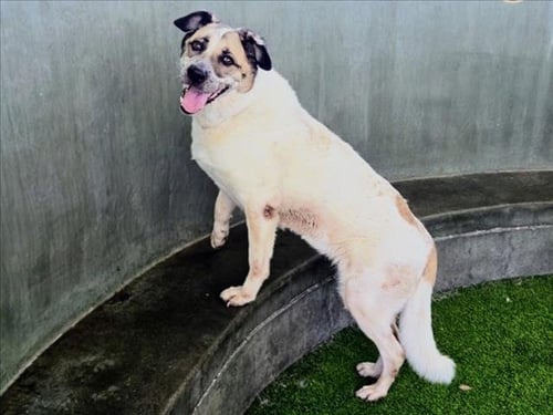 CALI - Australian Shepherd available for adoption