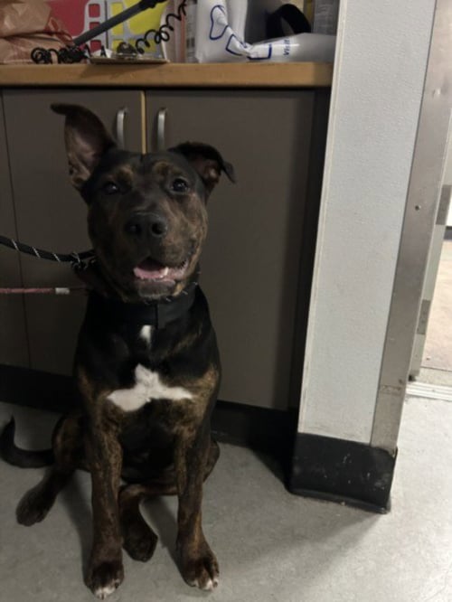 BOO - Staffordshire Bull Terrier available for adoption