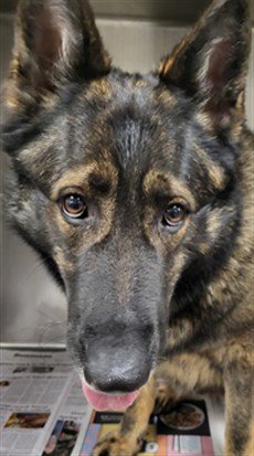 NINA Image