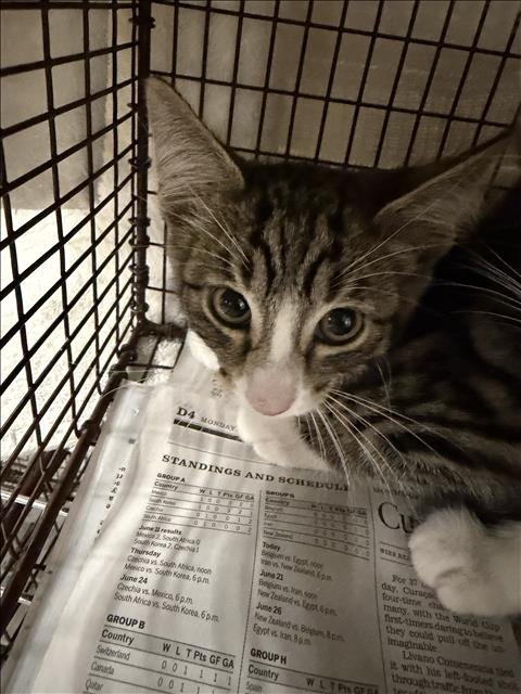 TABZ - Domestic Short Hair available for adoption