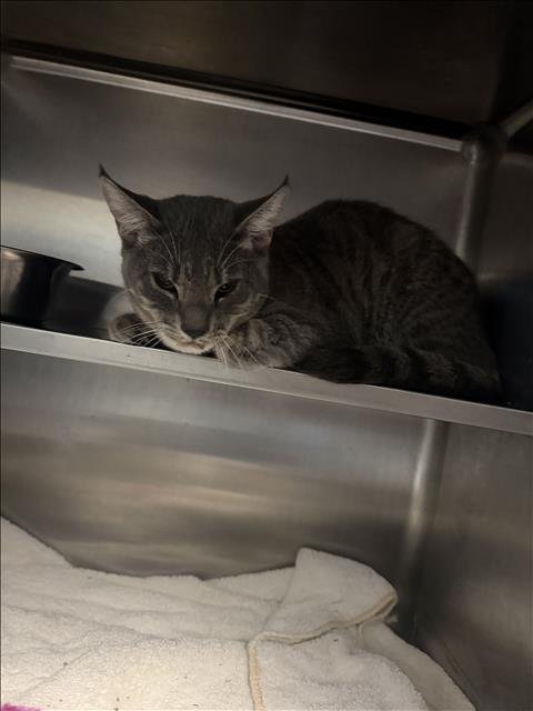 A2299716 - Domestic Medium Hair available for adoption