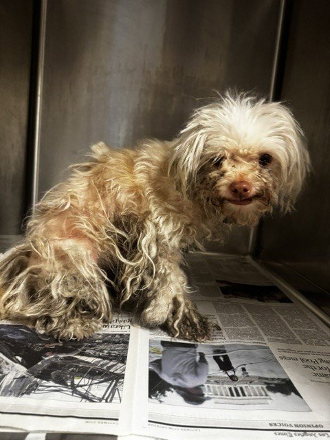 SACHI - Maltese available for adoption