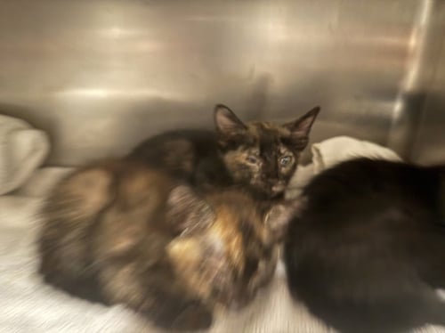 A2295370 - Domestic Short Hair available for adoption