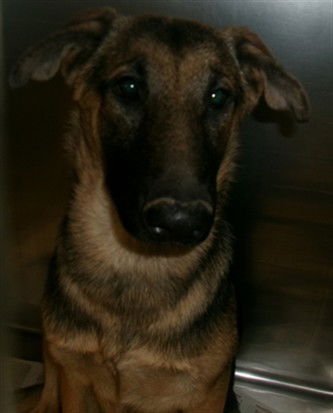 COCO - German Shepherd Dog available for adoption