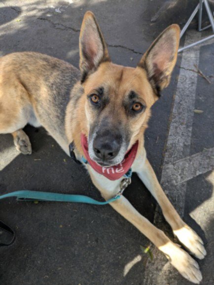 DANNY - German Shepherd Dog available for adoption