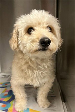 MR. CODY - Maltese available for adoption